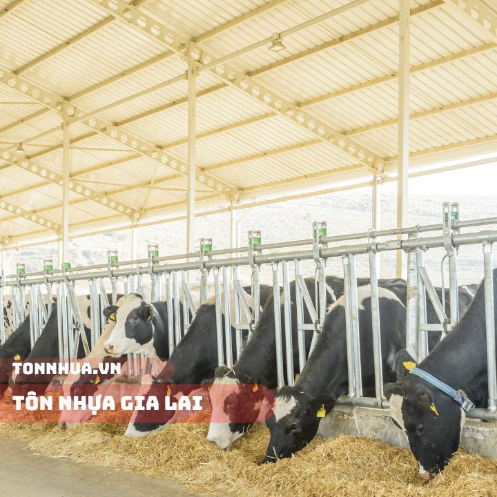 Công Trình Tôn Nhựa Gia Lai