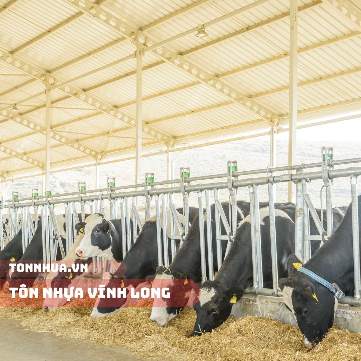 Công Trình Tôn Nhựa Vĩnh Long